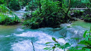 Harmony of Cascading Creek | Pure Streamside Ambience from Untouched Nature