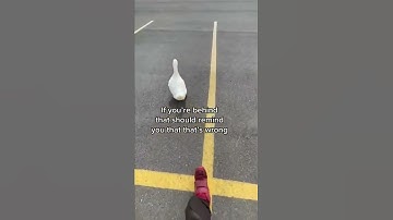 How to Pick Up a Duck #Shorts