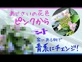 あじさいの花色をピンクから紫に変えたい!実験してみました【北海道ベランダガーデニングvlog】