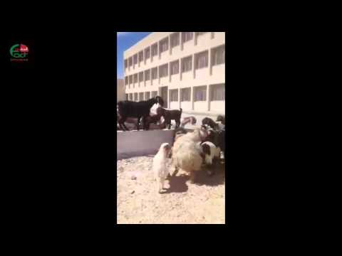 الاهالي في بلدة الزيتونة يدخلون الخراف الى ساحة المدرسة احتجاجا على الاختلاط   الحقيقة الدولية