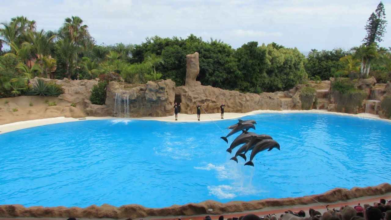 LORO PARQUE SPECTACLE DE DAUPHINS TENERIFE