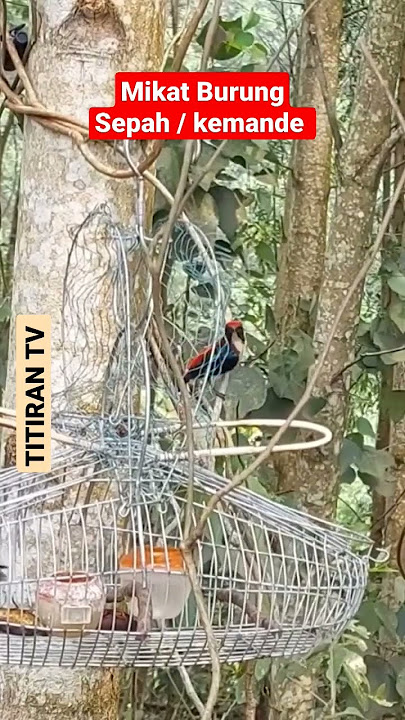 Mikat Burung Sepah | Burung Kemande