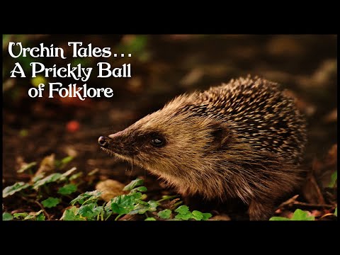 The Folklore of the Hedgehog. Magical Hedgehog Folklore From Around the World.