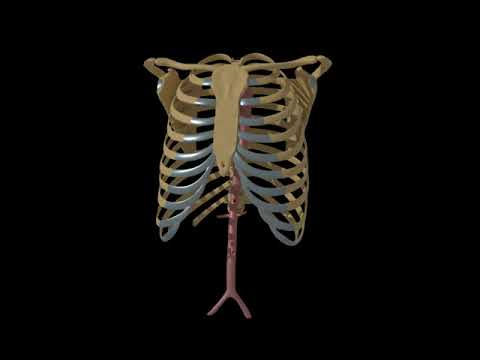 Aortic aneurysm exercise - YouTube