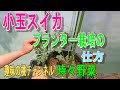 【小玉スイカ】プランター栽培の　仕方　22/5/8