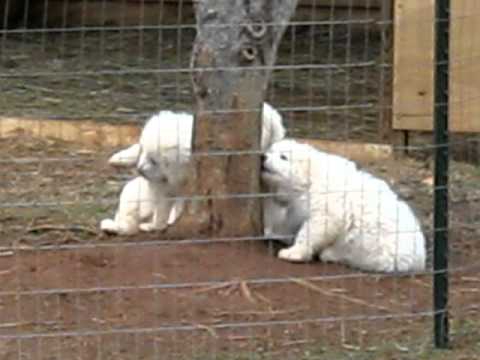 Maremma Puppies Now 7 Weeks Old