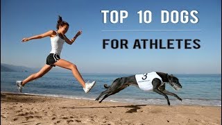 Top 10 dogs for athletes by Dog Breed Info Share 4,685 views 6 years ago 9 minutes, 35 seconds