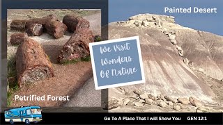 Petrified Forest Exposed in the Painted Desert