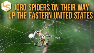 Jorō Spiders On Their Way Up The Eastern United States