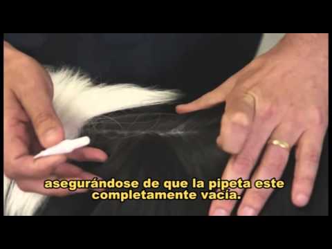 Video: Sobre Revolution Parasiticida Tópica para Perros