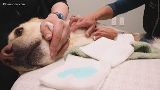 Bentley and Friends: Pet blood donation