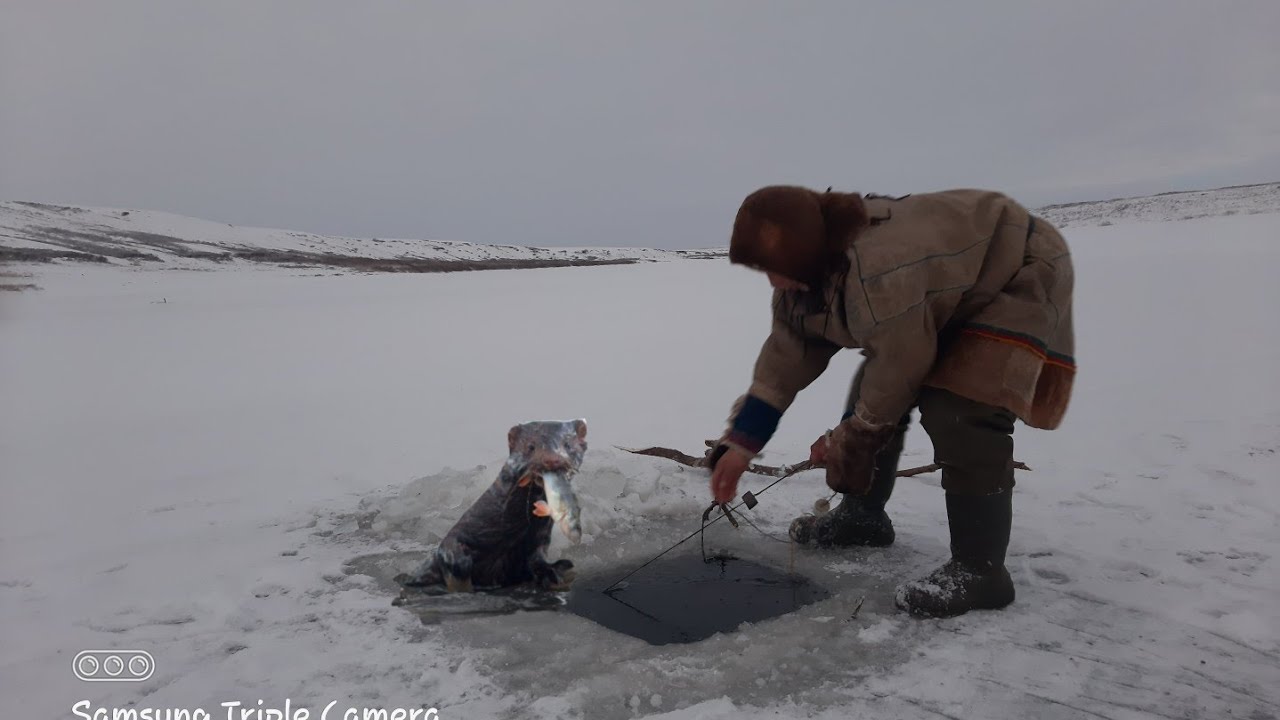 Подлёдная рыбалка 🎣 # Жизнь в тундре #