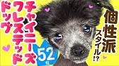 チャイニーズクレステッドドッグってどんな犬 飼ってみて分かった犬種の魅力 みんなで作る犬種紹介動画 Youtube