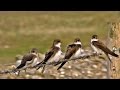 Sand Martin Colony at St Ives Bay in Cornwall - Sand Martins or Bank Swallows