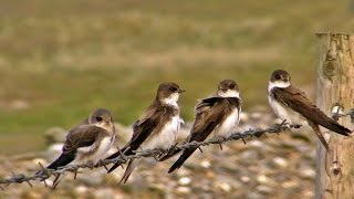 Sand Martin Colony at St Ives Bay in Cornwall - Sand Martins or Bank Swallows