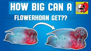 how big do flowerhorn fish get?