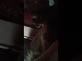 Хвістомахач  під носом моїм,-Бєлочка.05.10.25.