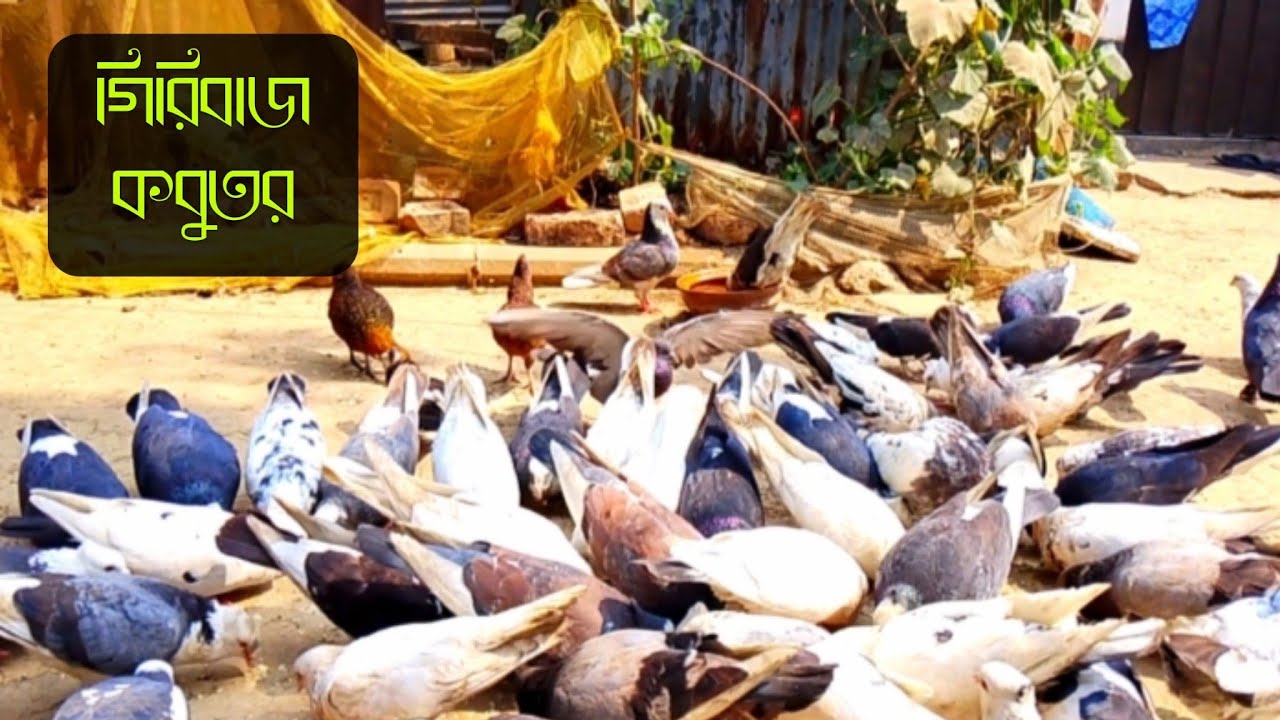 অসাধারণ দেখতে কবুতরের ভিডিও | beautiful pigeons video in the world | amazing pigeons video | pigeon