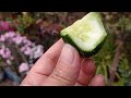       yummy gardening gardeningtips harvesting