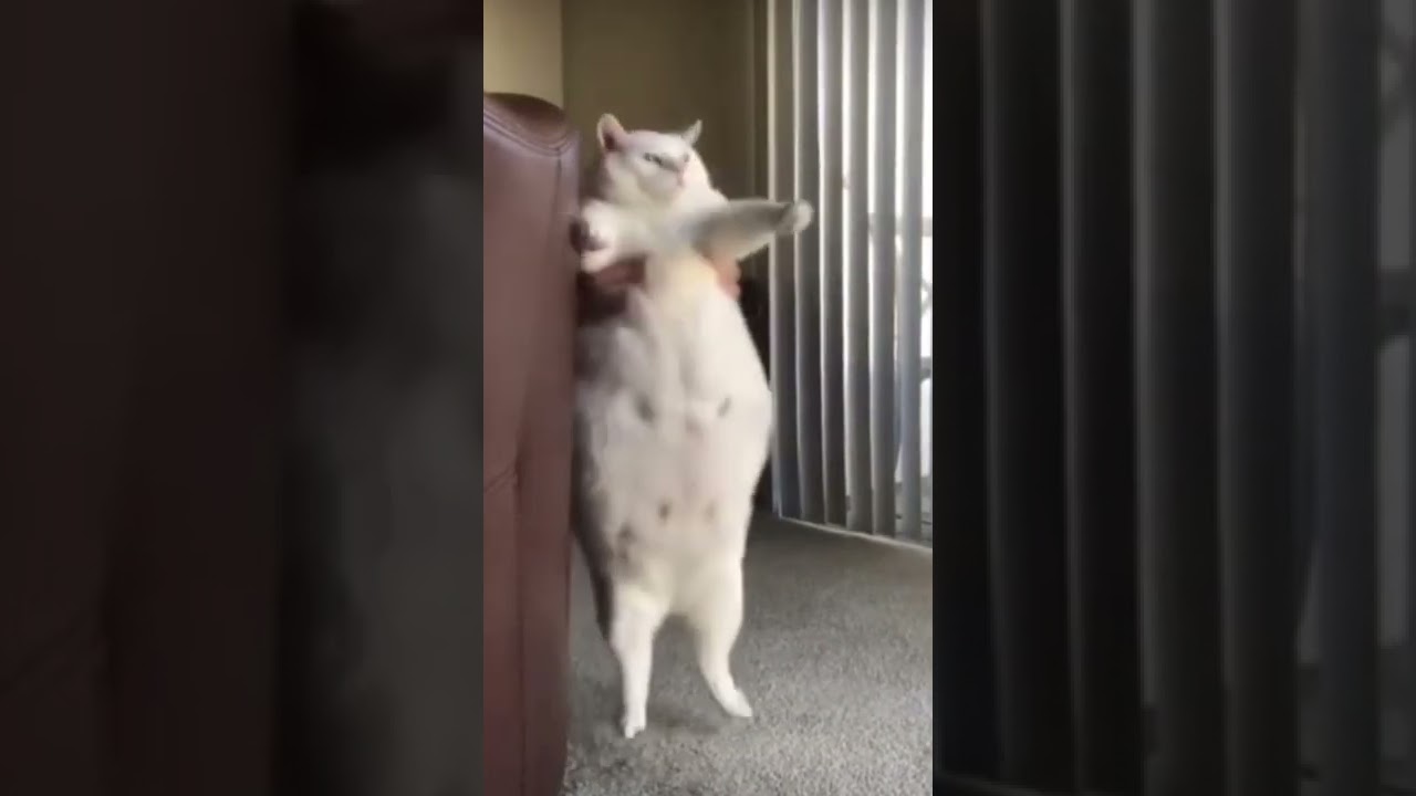 Fat Cat 😹 Very Big Cats Dancing 🐈