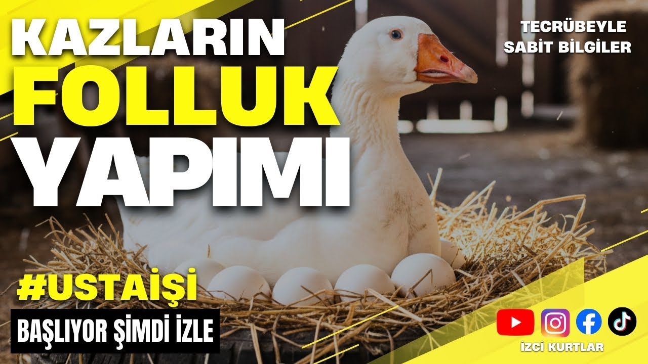 KAZLARIMIZIN FOLLUK YAPIM AŞAMASI