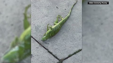 Cold weather in Florida results in iguanas falling from the trees