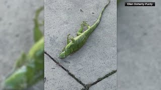 Cold weather in Florida results in iguanas falling from the trees