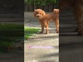 #puppy #cute #petshub #cutepet #cute #poodle #cute #cutepuppy #cutepet #cute #petshub #puppy