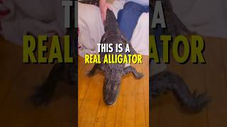 I have a Pet Alligator