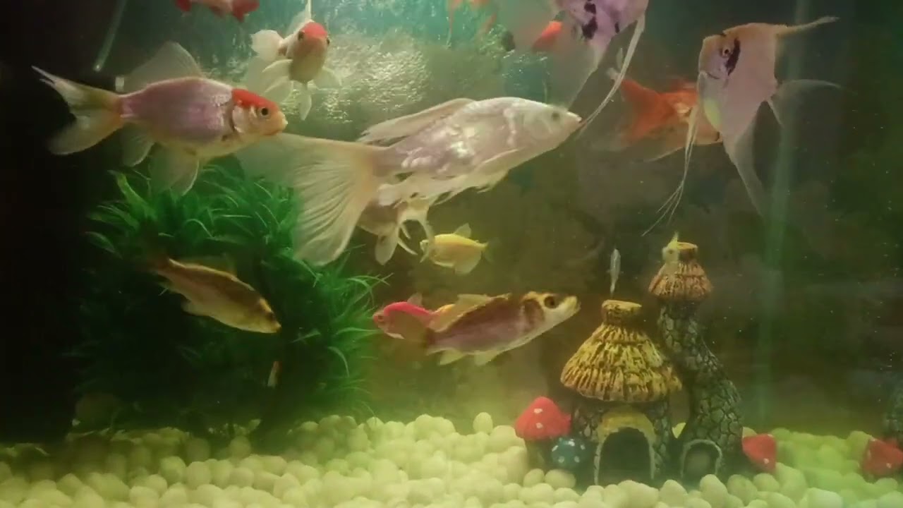 Good Luck Fish || Aquarium Fish 