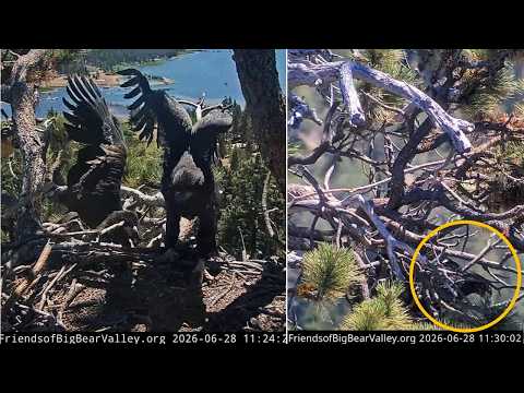 FOBBVCAM Eagles 🦅SANDY FELL FROM NEST🍂 FOBBV May Have Located Her🎉 Phew!😮‍💨 2026 Jun 28