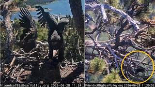 FOBBVCAM Eagles 🦅SANDY FELL FROM NEST🍂 FOBBV May Have Located Her🎉 Phew!😮‍💨 2026 Jun 28