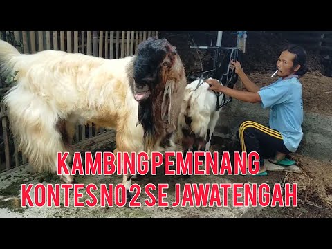 Mengawinkan kambing PE si Kliwon pemenang kontes No 2 SE Jawa tengah