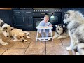 Adorable Baby Boy Feeds His Pack Of Hungry Wolves! (Cutest Ever!!)