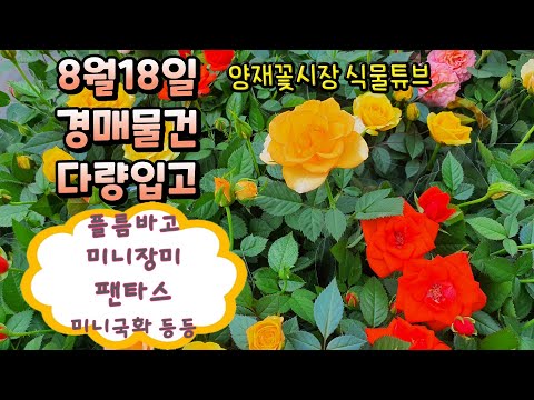 식물튜브 양재꽃시장 경매물건 입고현황 가을맞이 다량입고소식  (플름바고, 페라고늄, 미니국화, 가든멈, 미니장미 등등 ) #양재꽃시장 #식물튜브 #plant tube