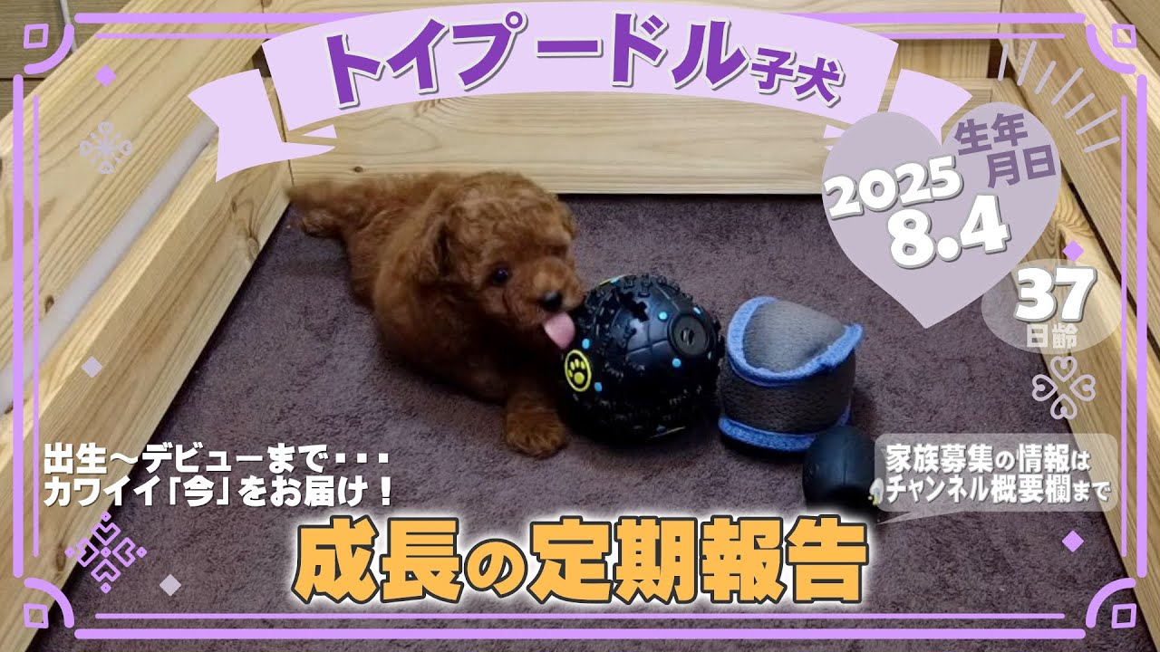 トイプー4さん専用   新米   令和2年  ひとめぼれ20㎏ トイプー4さん専用 新米 令和2年 ひとめぼれ20㎏ マルプー