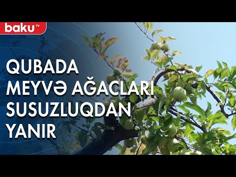 Tonlarla meyvə məhv olmaq təhlükəsi ilə üz-üzədir - Baku TV