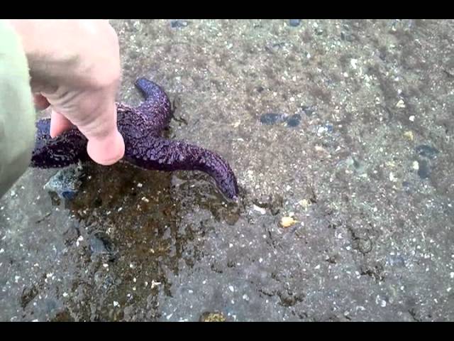 Starfish for Kids with Pronunciation (and with photos) 