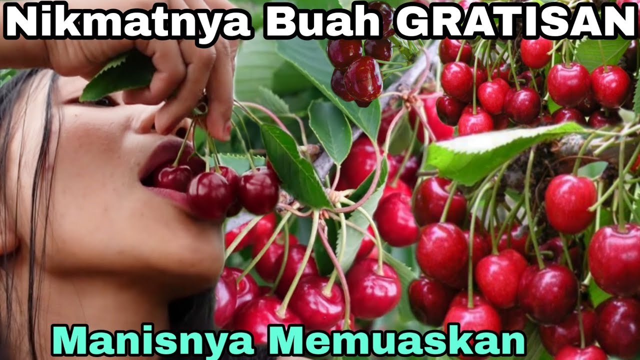 PANEN BUAH CHERRY GRATISAN, SAMPE TIDURAN DI ATAS POHON DONG