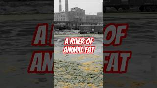 Bubbly Creek Chicagos Five-Mile Colon