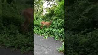 Bumped into this wild deer in Hamden, Connecticut.