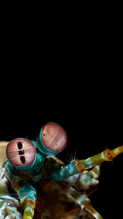 udang paling keren yang gw tau, dia bisa matahin jari manusia☠️☠️ #short #cerita #hewan