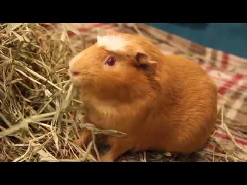 spaghett-the-guinea-pig-eats-hay-spaghetti