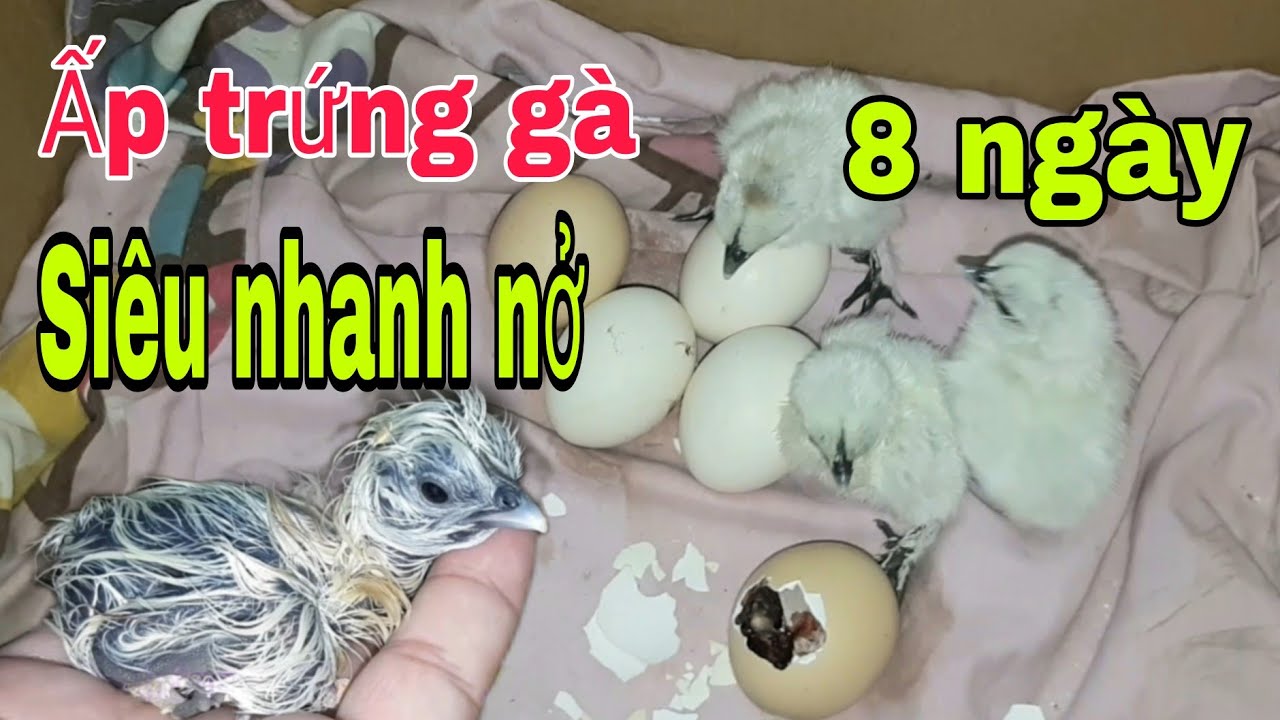 Cách ấp trứng gà dễ nhất hiện nay.Mà không cần dùng mấy ấp trứng - YouTube