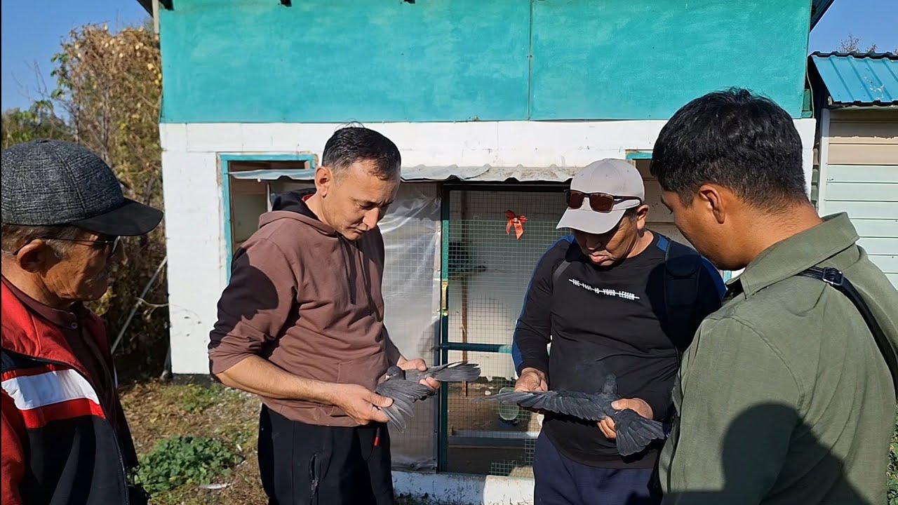 В гостях у Голубевода Жандоса. Жетысу    г. Сарканд. Обзор молодых голубей КЗ Алматинских.