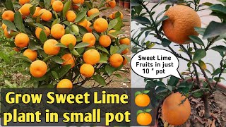 Dwarf Sweet Lime plant || छोटे से गमले में आएंगे इतने सारे फल || Dwarf Citrus Plants in Container