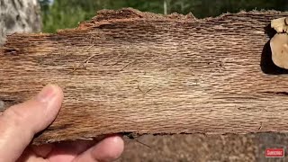 Bow Drill On A Bark Fireboard
