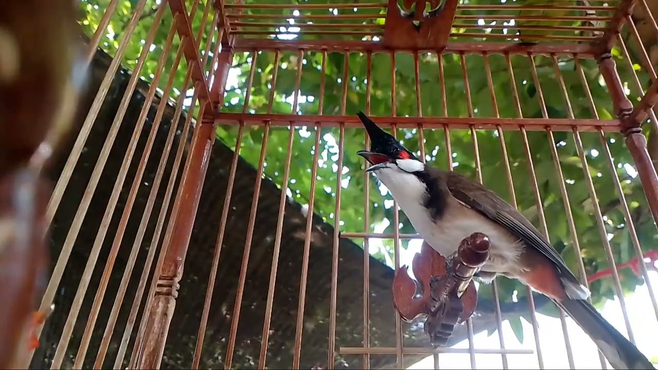 เสียงนกกรงหัวจุก ในวันที่ ต้องอยู่กับบ้าน เท่ากับกักตัว กระบี่บ้านเรา