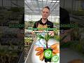 Cuban Red Banana: FREE Plants &amp; Tony's Amazing Haul! #shorts