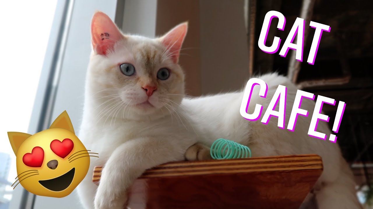 CAT CAFE 🐱 | Kate Stark